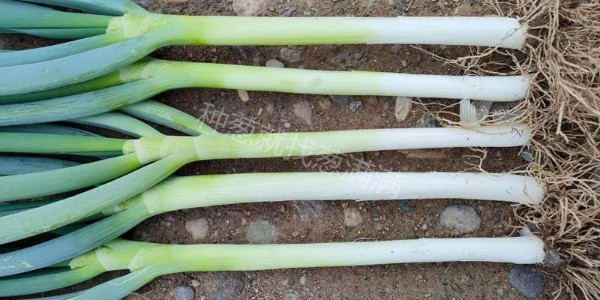 越夏大蔥哪個品種好?夏薇大蔥怎么樣?