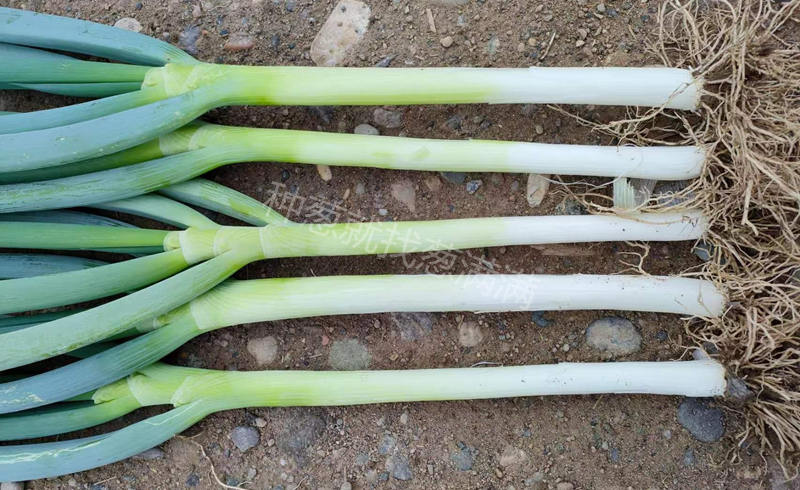 夏薇大蔥實拍