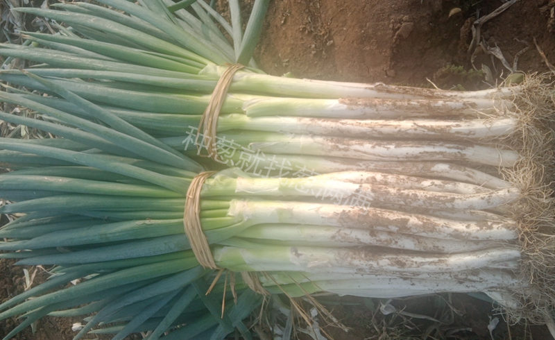 夏薇大蔥圖片