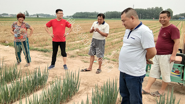 蔥滿滿技術老師幫助大蔥種植戶陳老板解決大蔥病害問題
