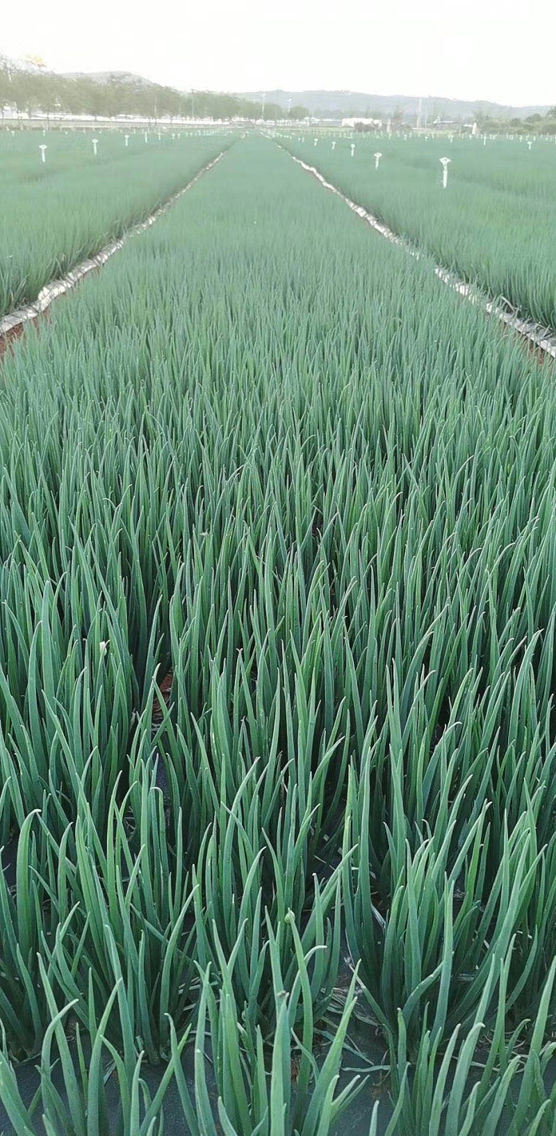 大蔥種植技術(shù)