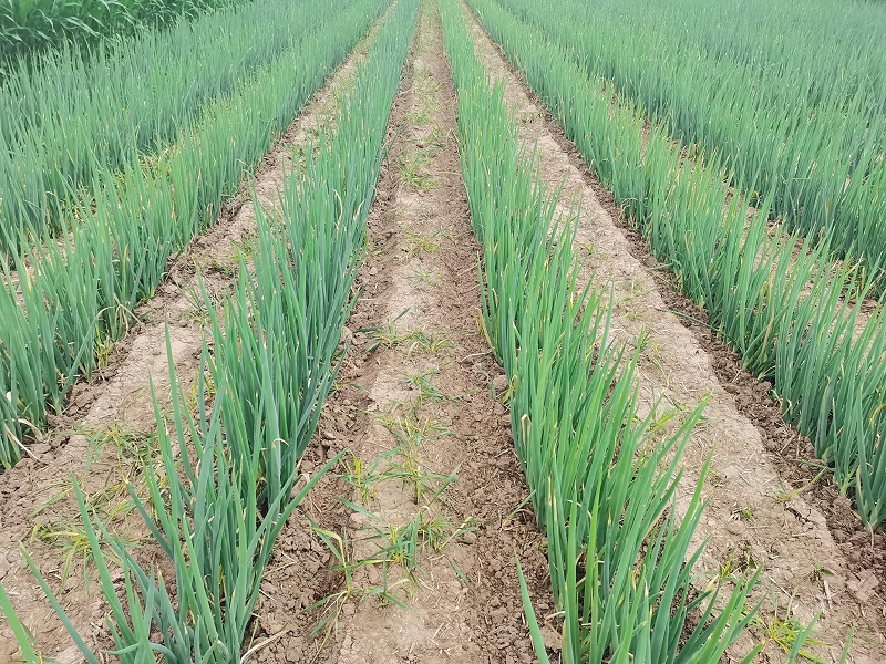 大蔥種植技術
