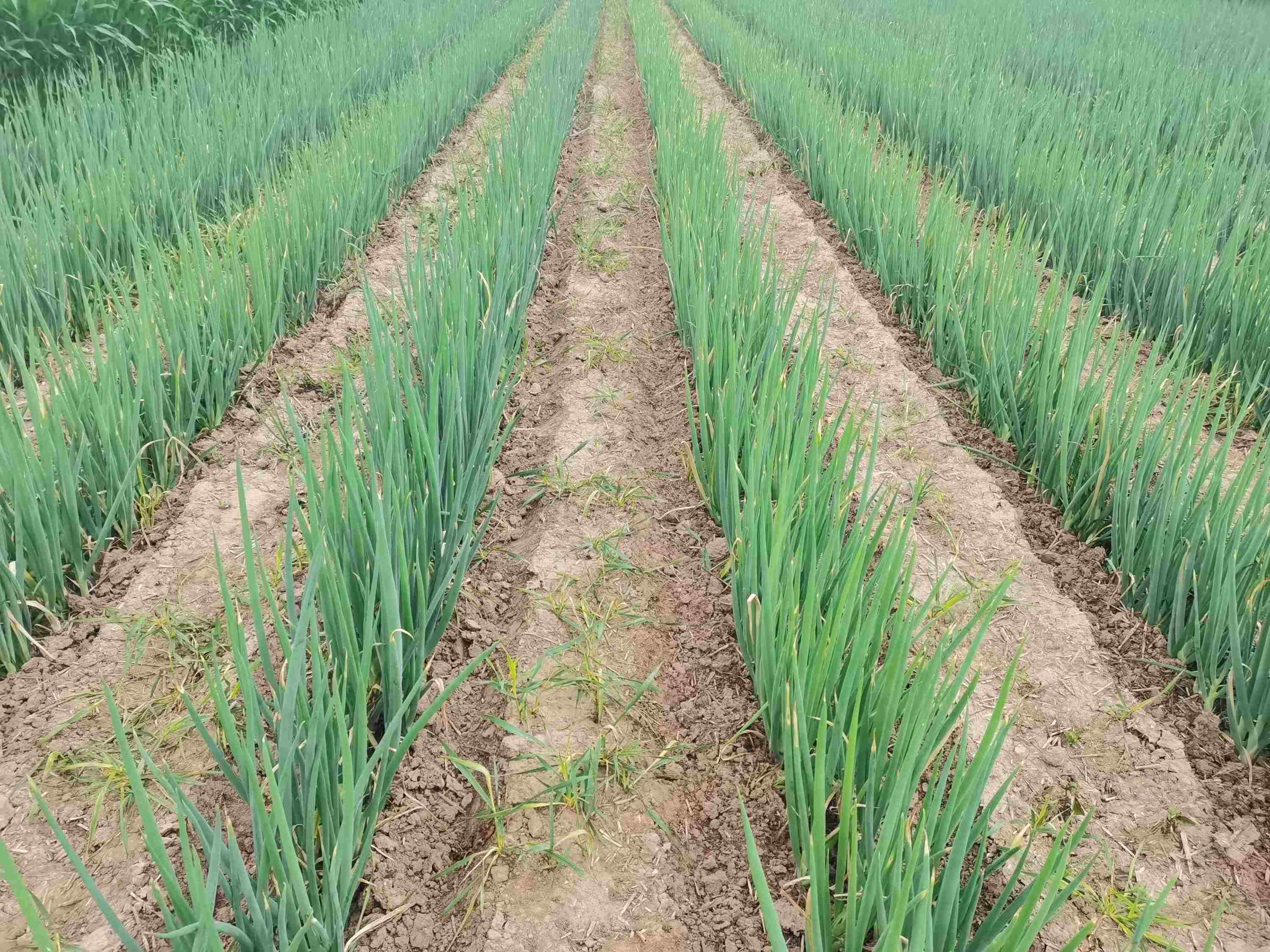 大蔥種植技術(shù)