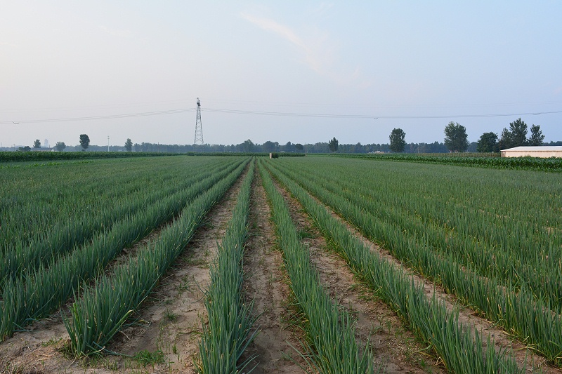 大蔥種植技術