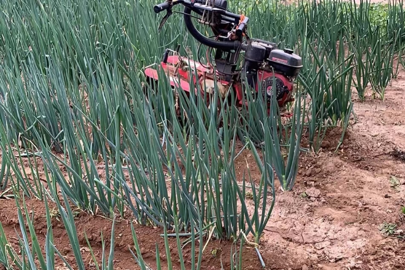 雨后培土一次的蔥田
