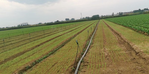 大蔥育苗用什么肥料比較好?