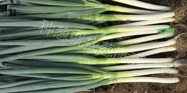 種大蔥的畝利潤_種大蔥一畝地能掙多少錢