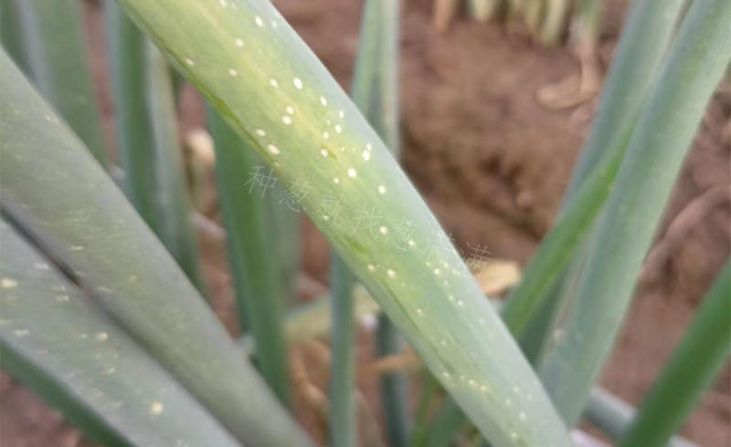 大蔥灰霉病實拍