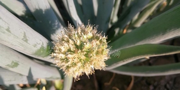 不抽薹的大蔥種子有沒有?怎樣控制大蔥春天抽苔?