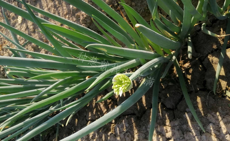 大蔥抽苔圖片