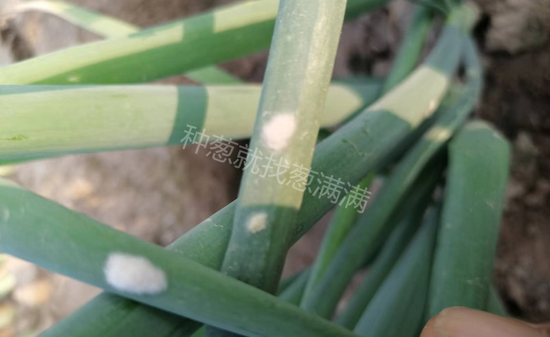 青蟲(chóng)蟲(chóng)卵