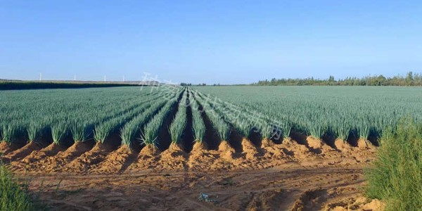 大蔥畝產量一般是多少公斤?種植大蔥一畝利潤多少?
