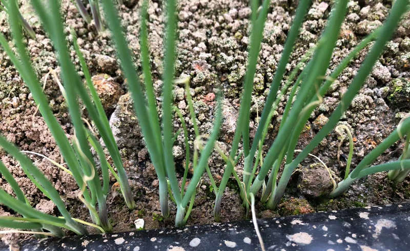 山東壽光育苗實拍
