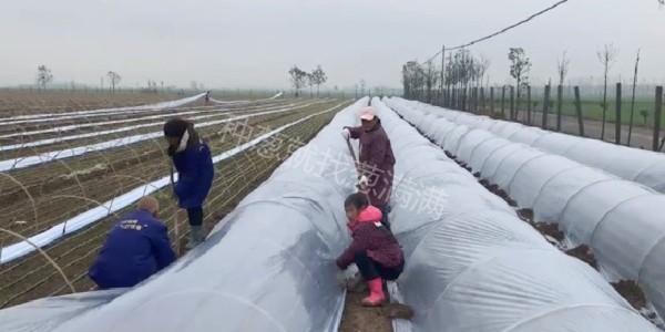 蔥滿滿雙高大蔥種植教學基地:大蔥苗床小拱棚搭建