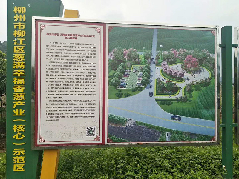 蔥滿滿走進廣西香蔥基地