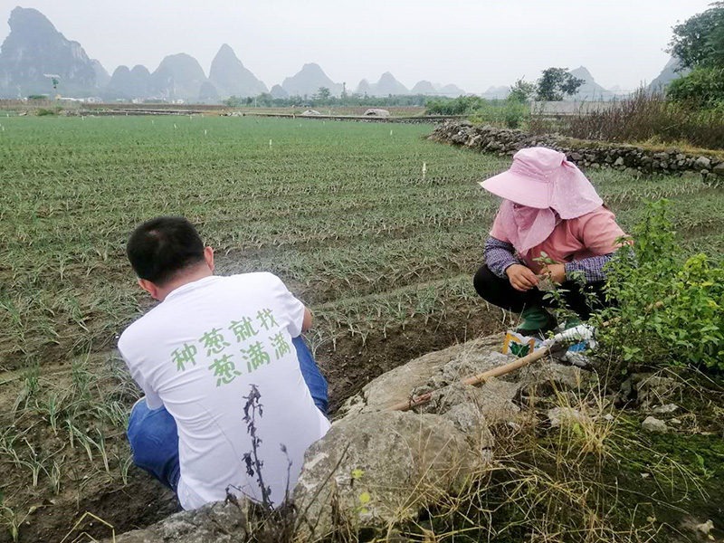蔥滿滿走進廣西香蔥基地