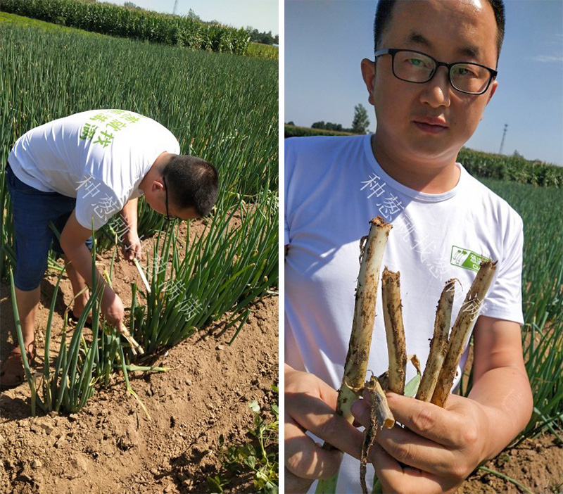 蔥滿滿農(nóng)技人員深入田間地頭搞服務(wù)