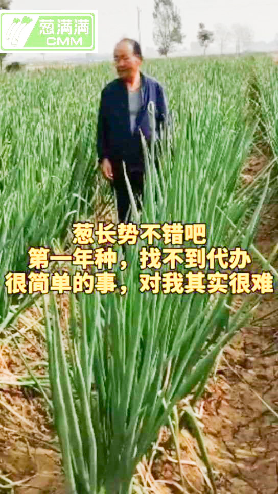 蔥滿滿幫助蔥農(nóng)出售大蔥
