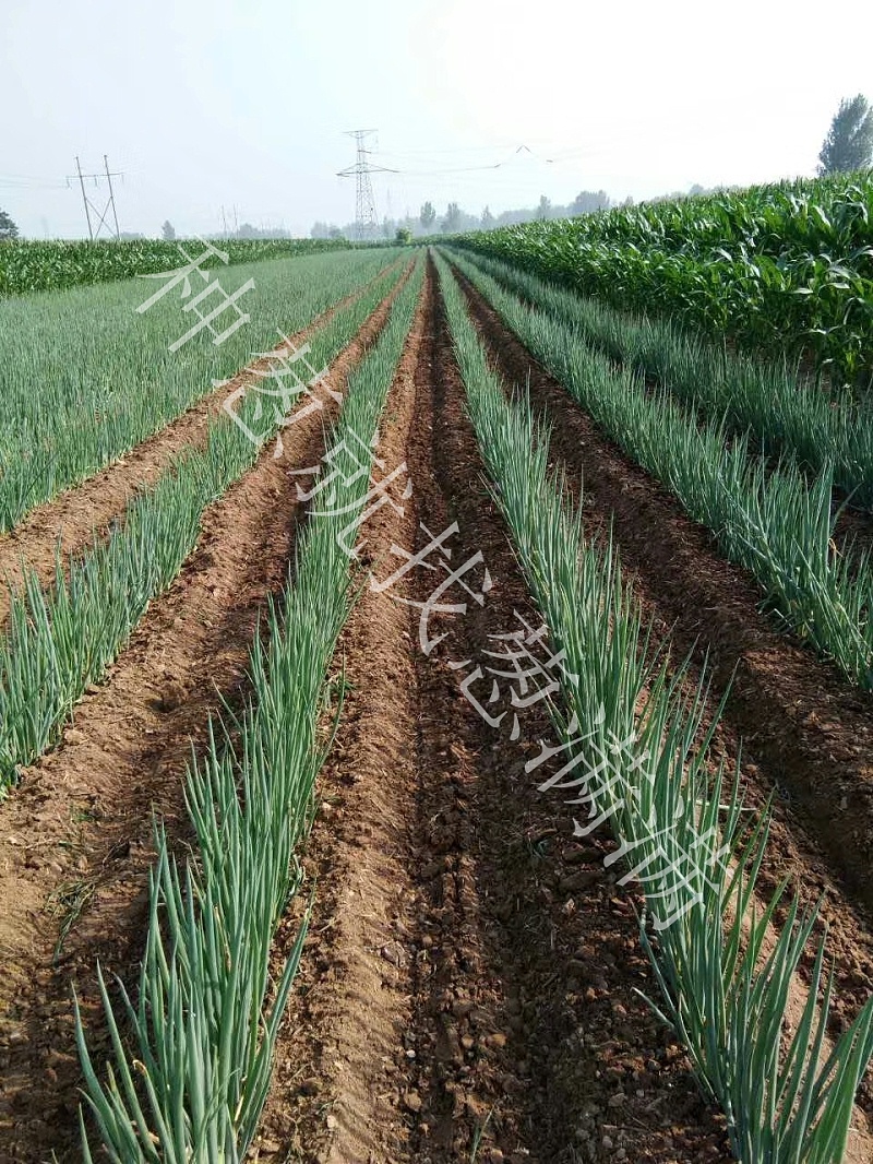 大蔥種植技術