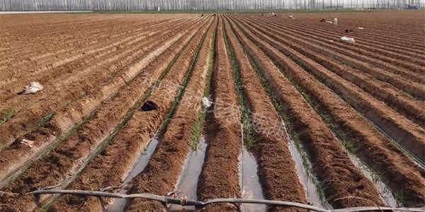 夏天栽蔥后什么時候澆水?大蔥怎樣正確澆水?