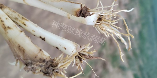 大蔥根腐病是什么原因造成的?大蔥根腐病怎么治?