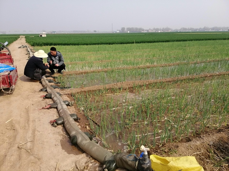 大蔥種植技術(shù)