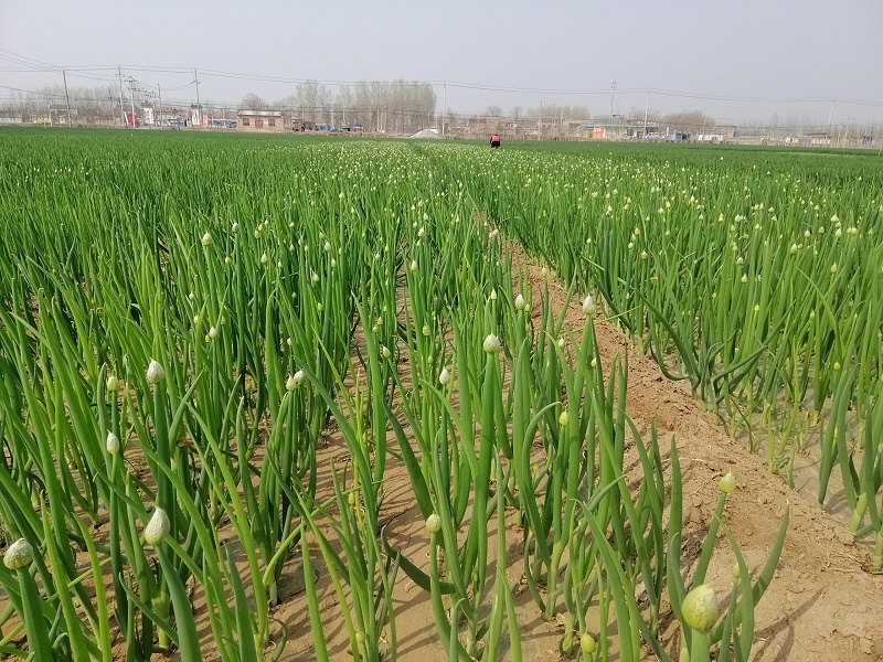 大蔥種植技術(shù)