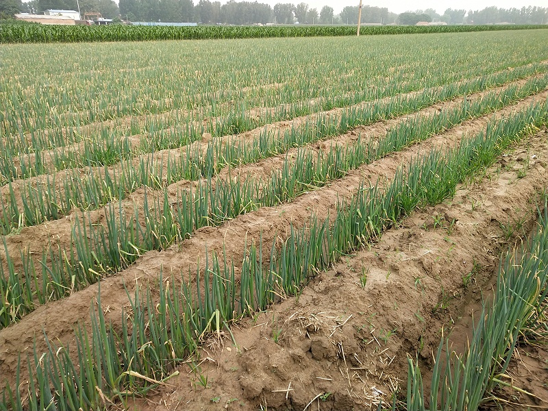 大蔥種植技術