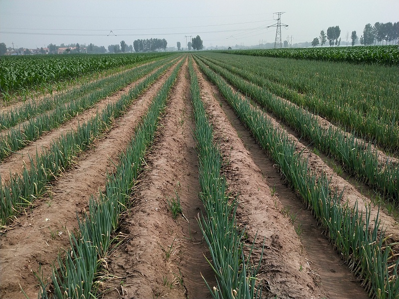 大蔥種植技術