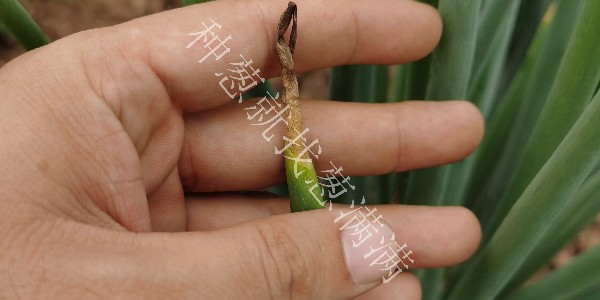 大蔥疫病