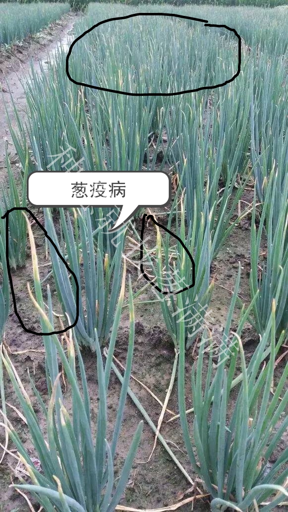 大蔥疫病