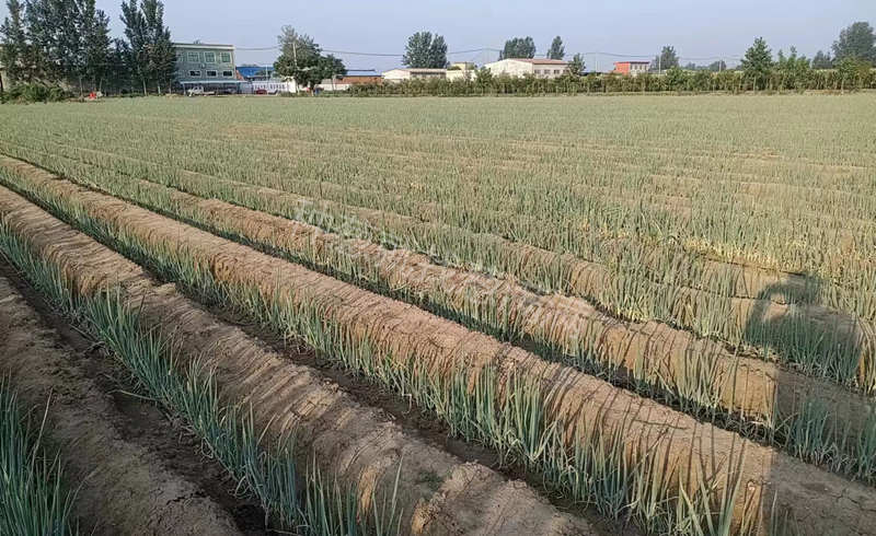 大蔥蔥田實拍