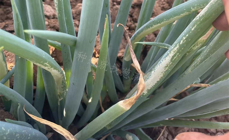 除草劑藥害的大蔥