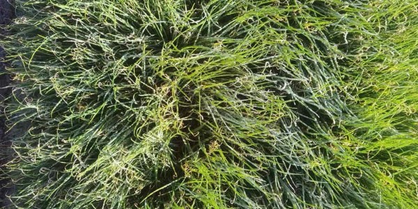 強冷空氣來襲,多地氣溫跳水_大蔥防凍劑速速打上