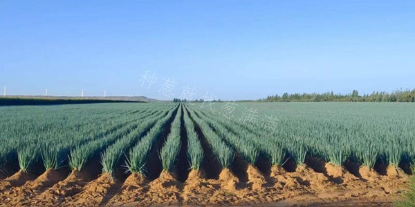 2023重新出發(fā),蔥滿滿祝您元旦快樂