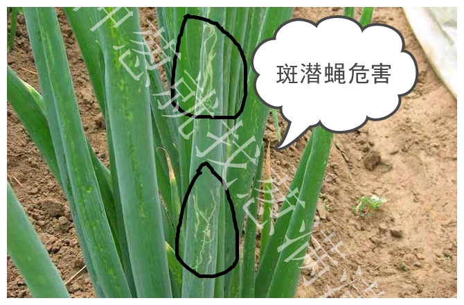 大蔥斑潛蠅