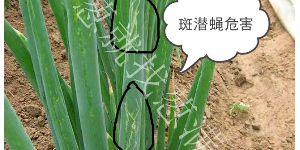 大蔥斑潛蠅危害有什么特征?大蔥斑潛蠅怎么防治？