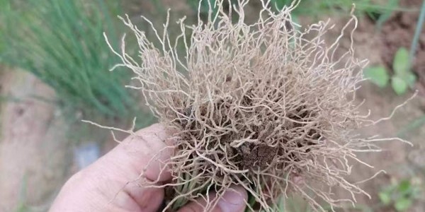 枯草芽孢桿菌被譽為"菌"中之王_大蔥用它哇哇長