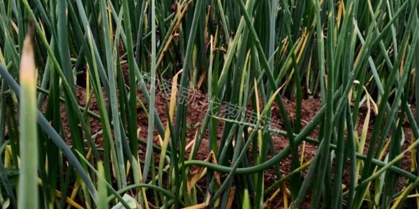 夏季如何防治大蔥霜霉病