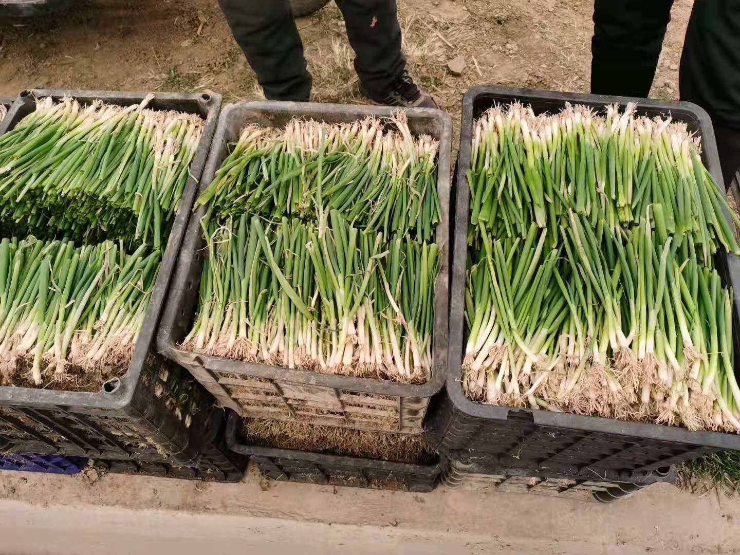 大蔥種植技術(shù)