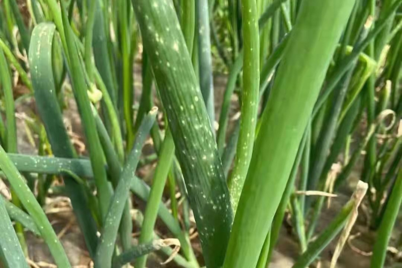 大蔥灰霉病癥狀