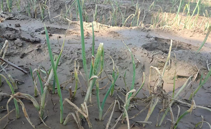 雨后蔥田病害