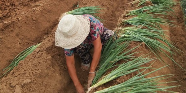 大蔥種植技術：大蔥定植移栽黃金參數