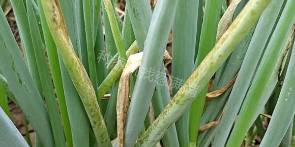 大蔥葉子發黃干枯是怎么回事?用什么藥?