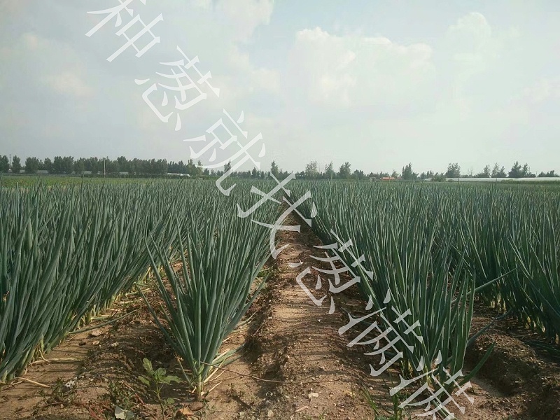 大蔥病蟲害