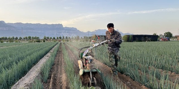 怎樣進(jìn)行大蔥培土?蔥滿滿大蔥基地實(shí)操