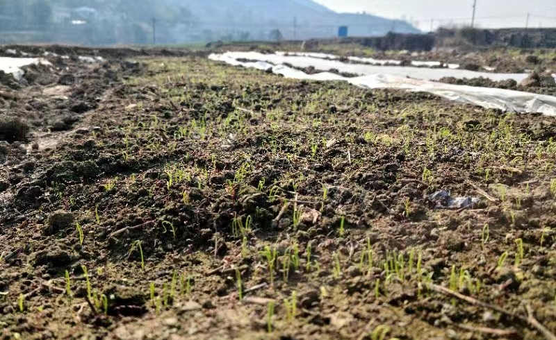 2月1號遵義苗床揭膜