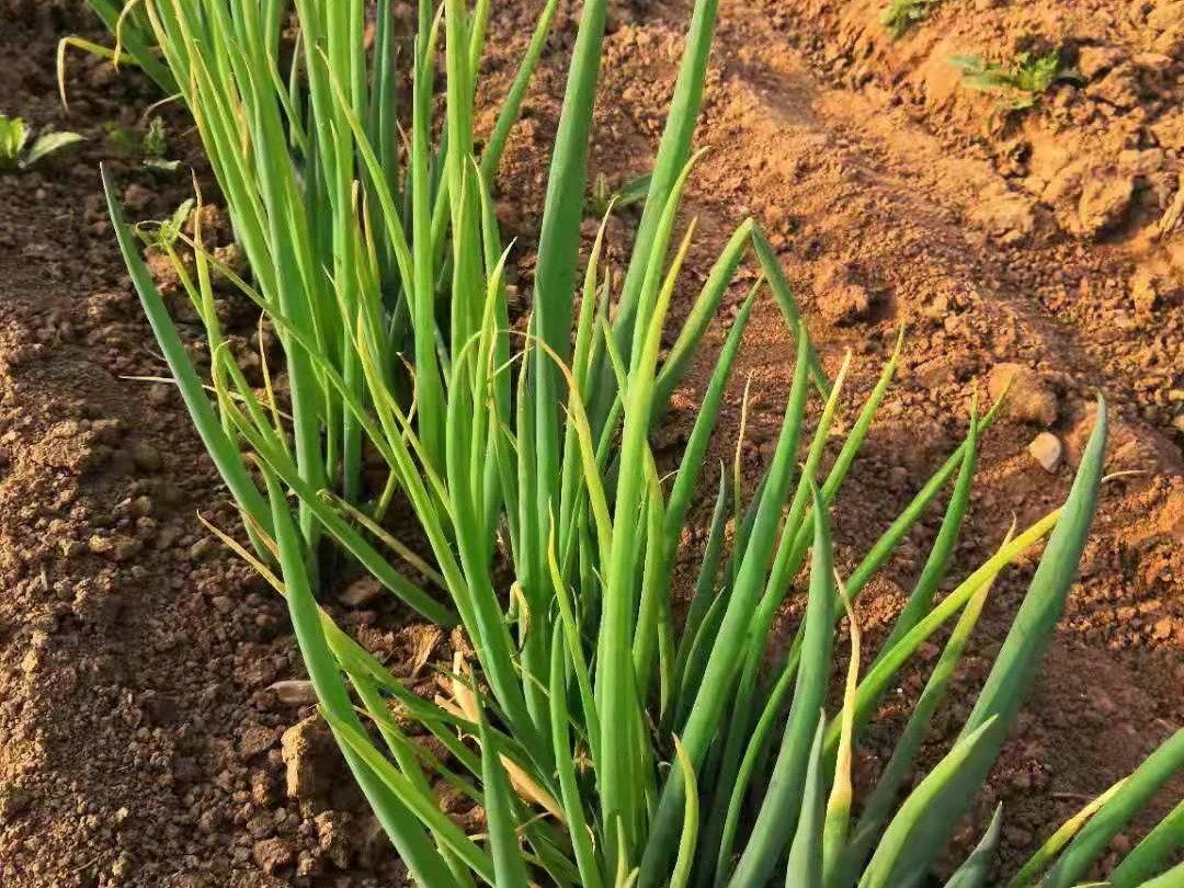 大蔥種植技術