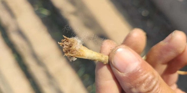 大蔥移栽后蔥根上有蟲怎么辦