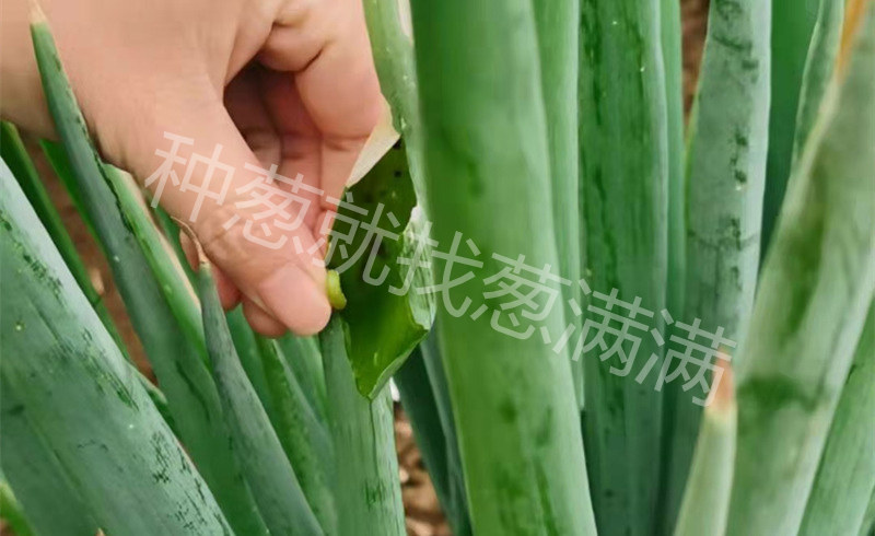 蔥葉青蟲病害